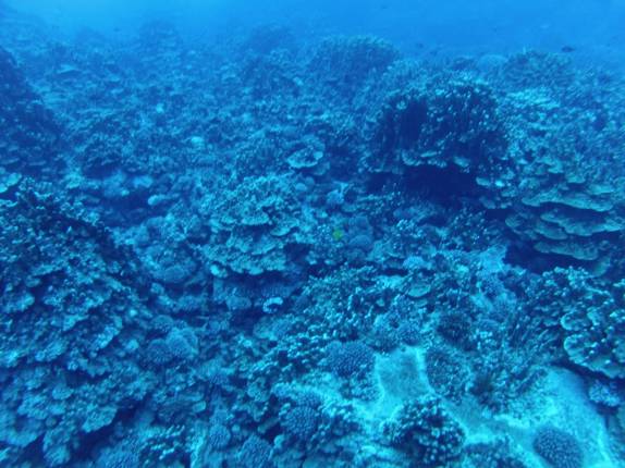 Mergulhando em banco de corais na Ilha da Páscoa, território chileno no meio do Oceano Pacífico